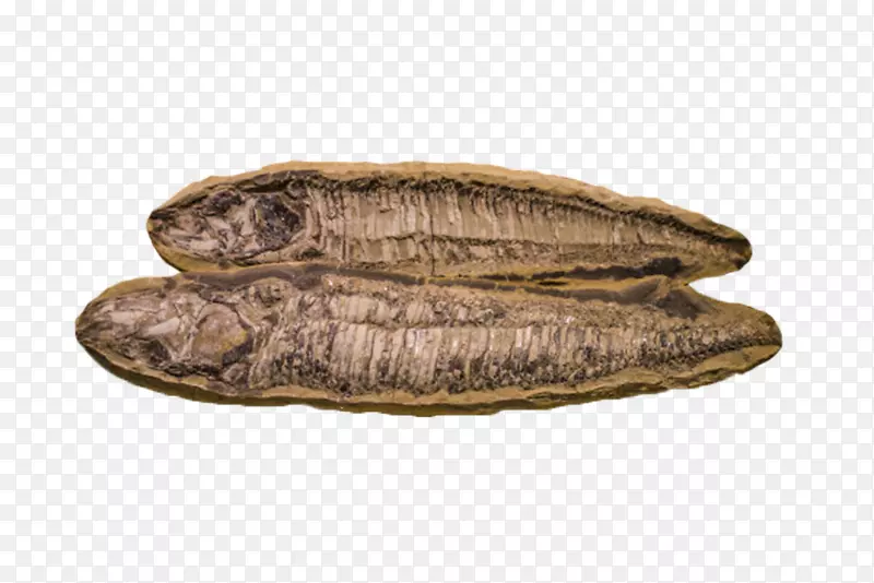 棕色遗体鱼类生物化石