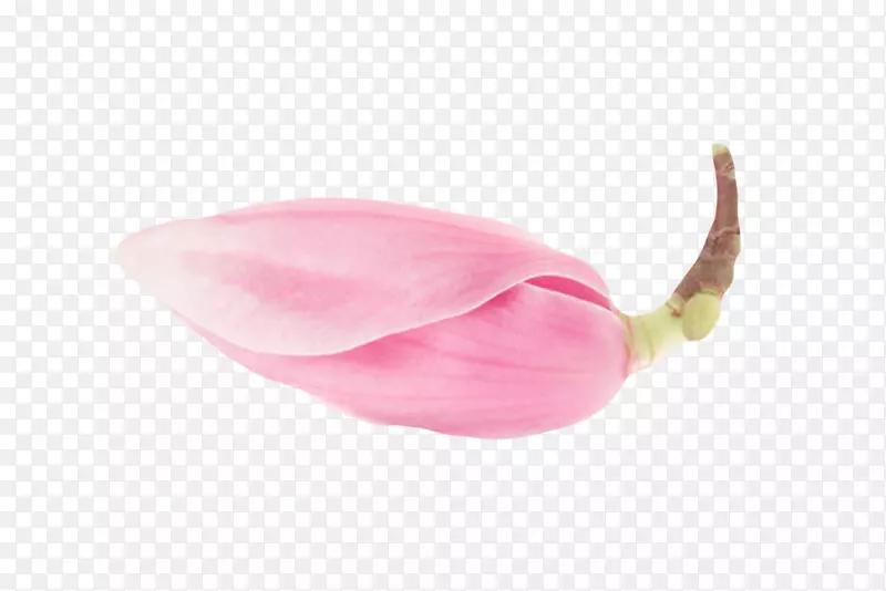 粉红色带香味花苞玉兰花瓣实物