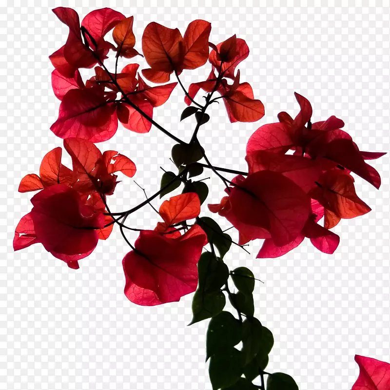 红色花朵高清免扣素材