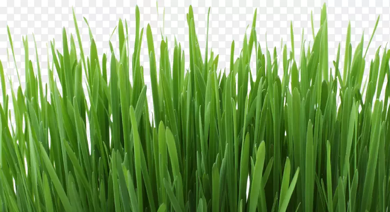 春天绿色小草青草