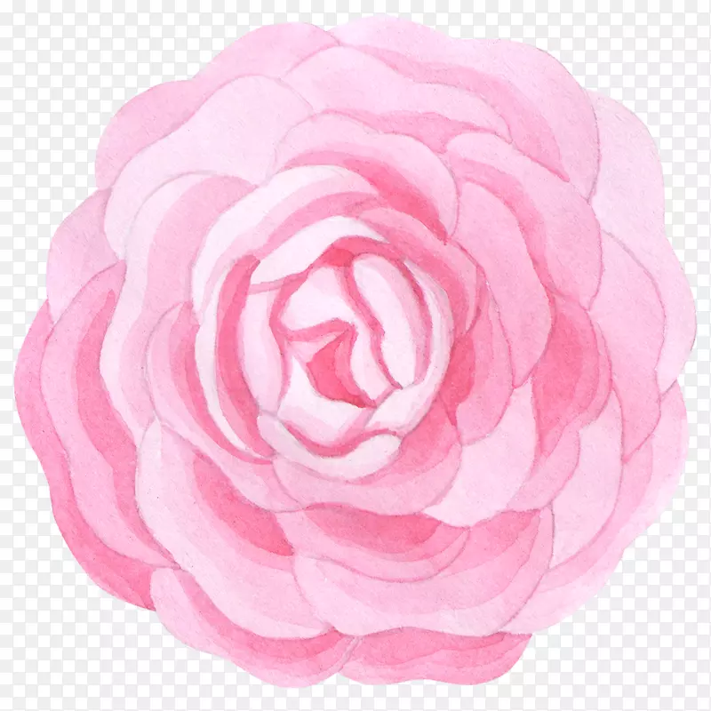 绽放的粉色花朵简图