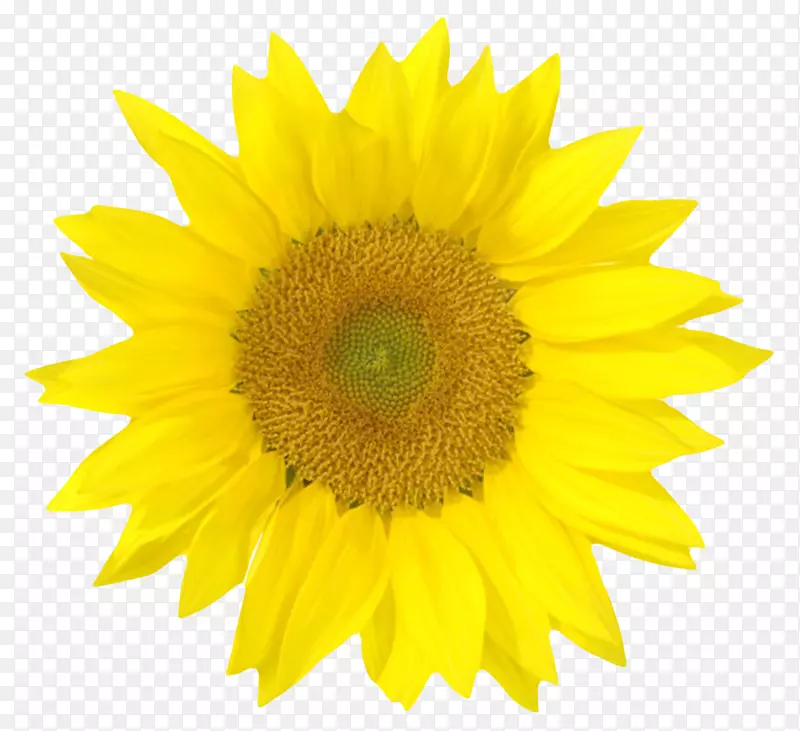 黄色植物向日葵一朵大花实物