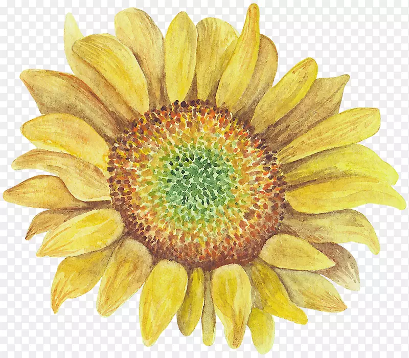 手绘黄色太阳花向日葵