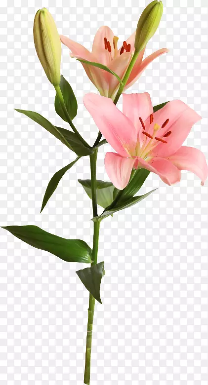水彩百合花