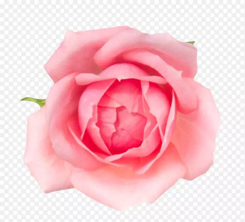 粉红色鲜艳盛开的玫瑰花一朵大花