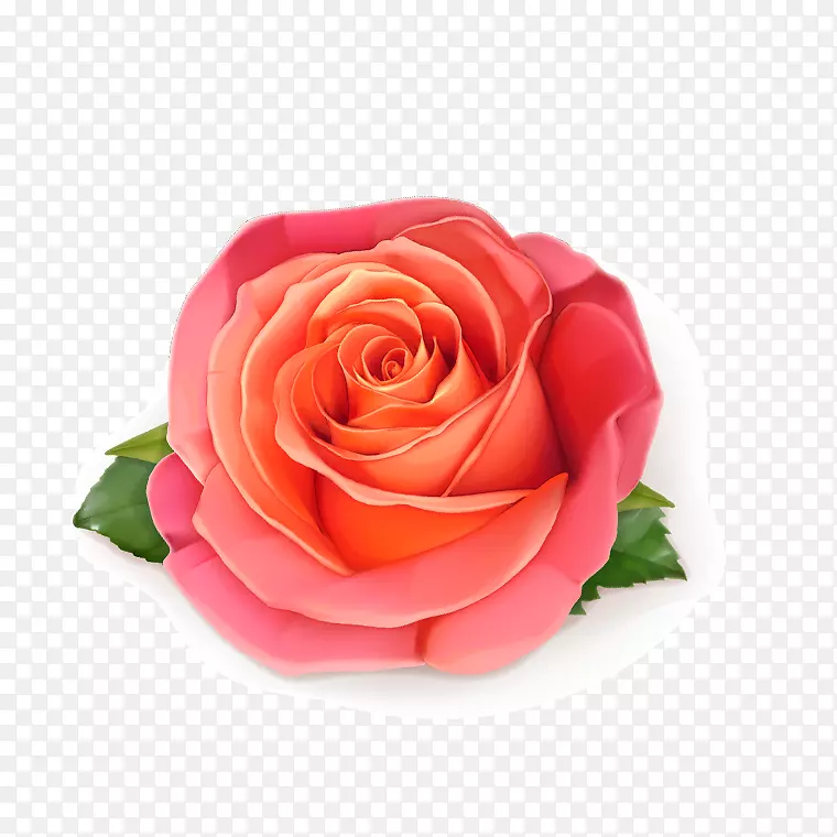 手绘粉红色玫瑰花