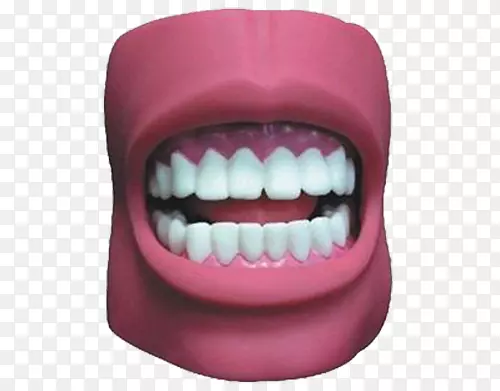 口腔牙齿模型