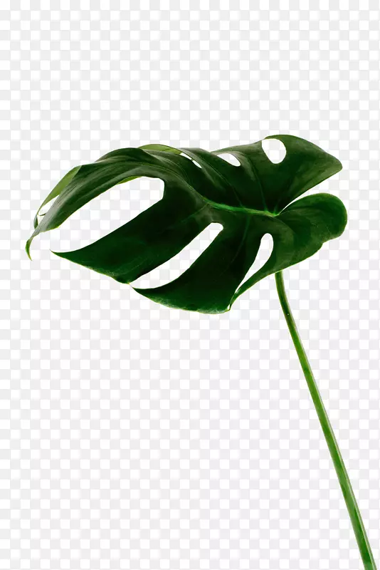 绿色芭蕉叶子植物