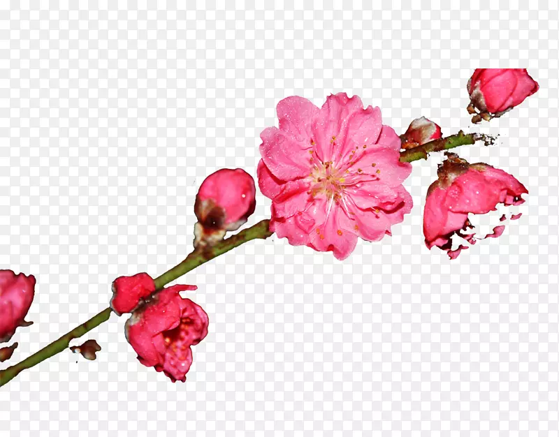 一枝桃花素材PNG图片素材下载_图片编号eygkgwny-免抠素材网