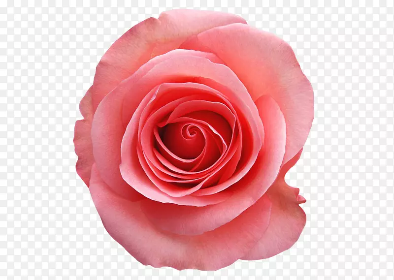 粉色的玫瑰花 月季