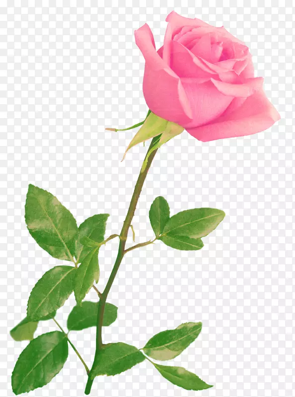 粉红色玫瑰花实物装饰图案