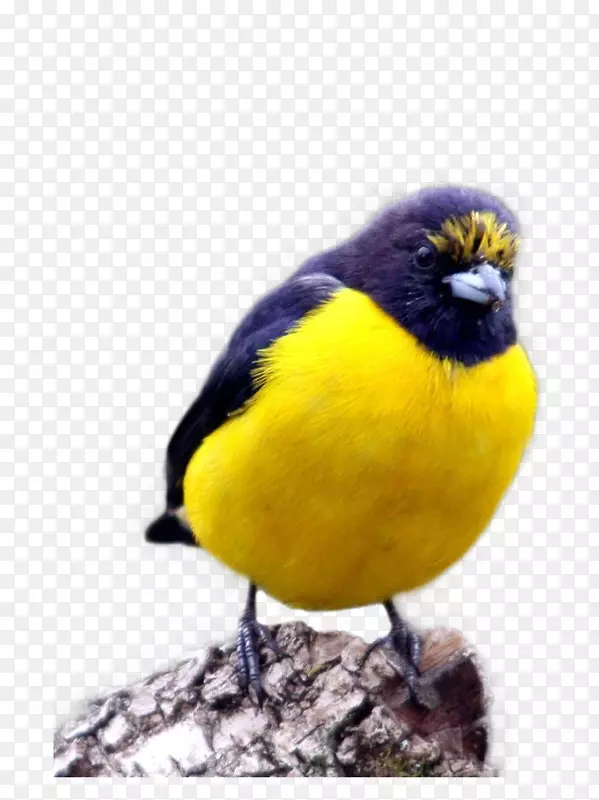 黄色肚子的小鸟