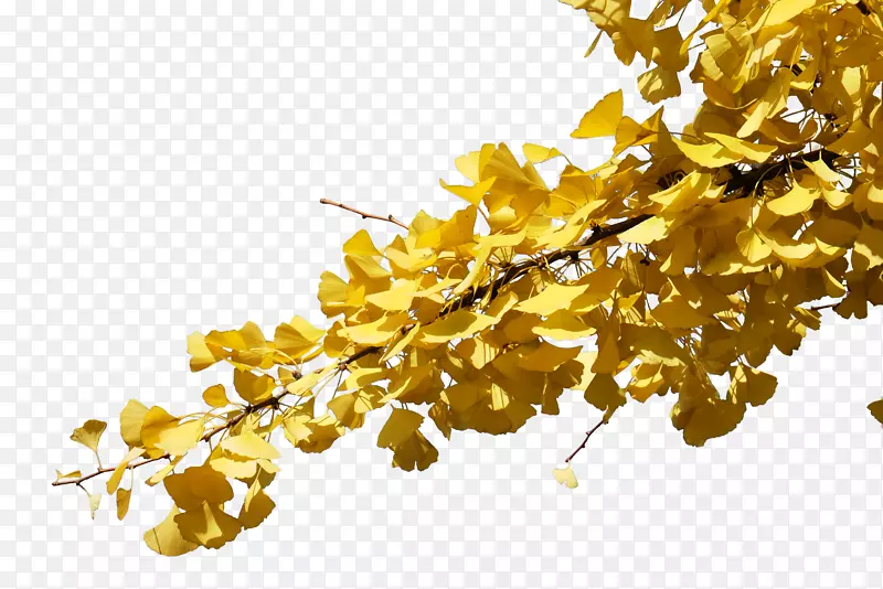 秋天树叶黄了