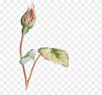 花朵树叶素材