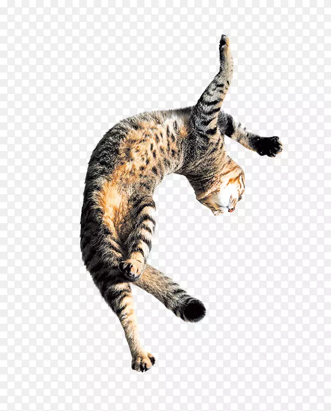跳跃的猫