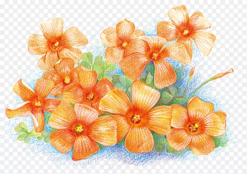 橘红色花朵