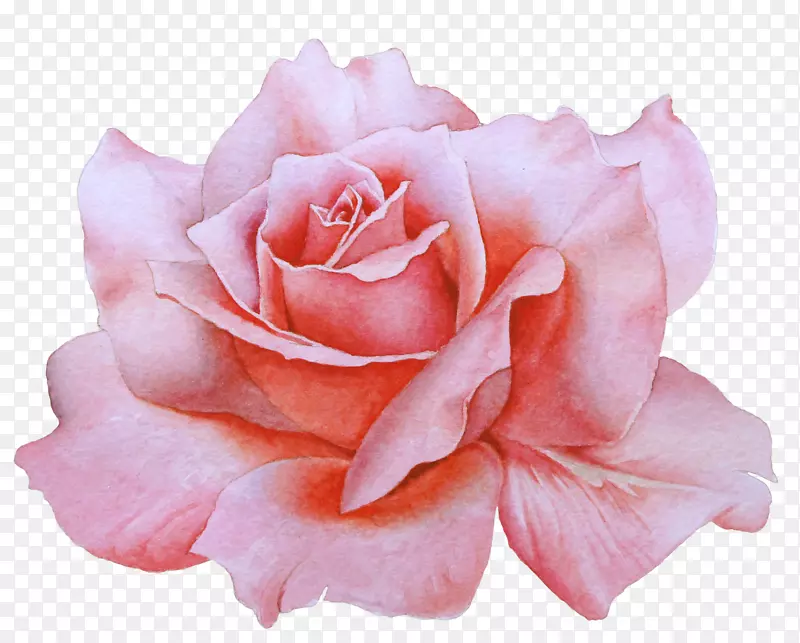粉色手绘玫瑰花装饰