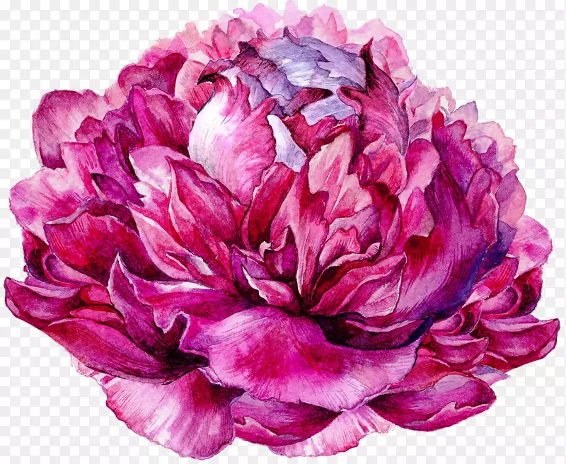 粉色牡丹花