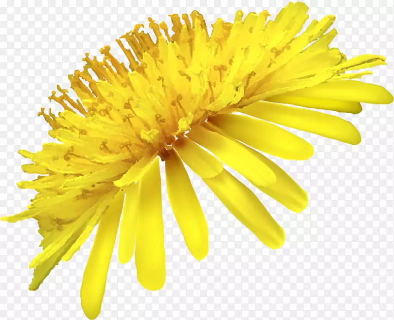 唯美黄色菊花