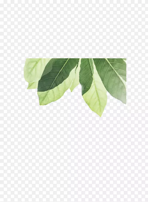 绿色树叶植物简约PNG图片素材下载_图片编号zylpbmey-免抠素材网
