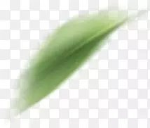 模糊植物绿色飞舞花瓣