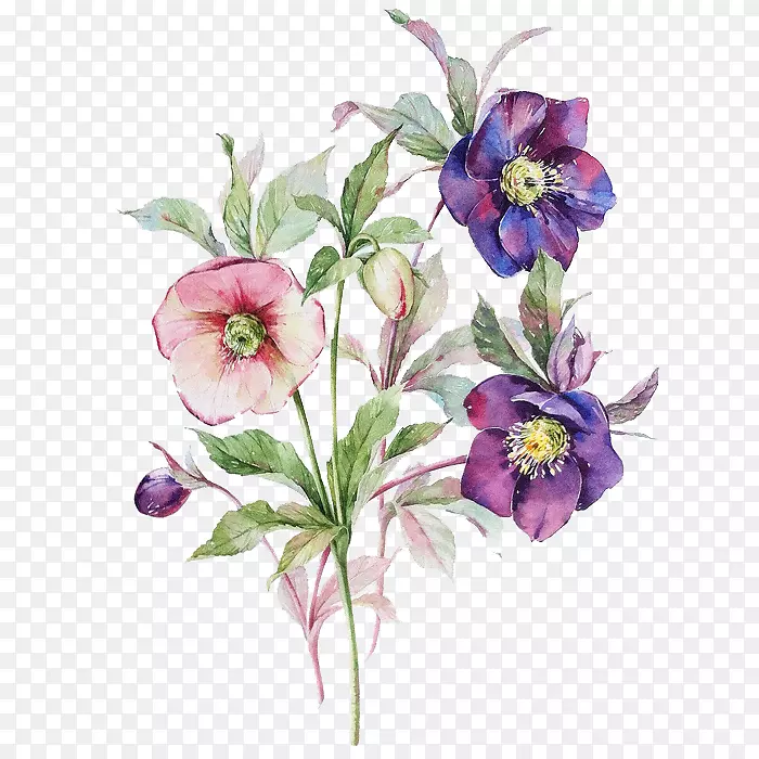 粉色与蓝紫色菊花素材
