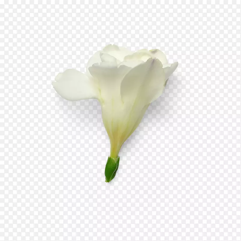 清香自然植物枝叶花瓣