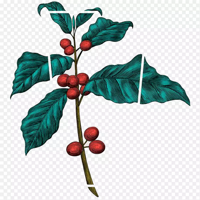 咖啡豆植物装饰图案
