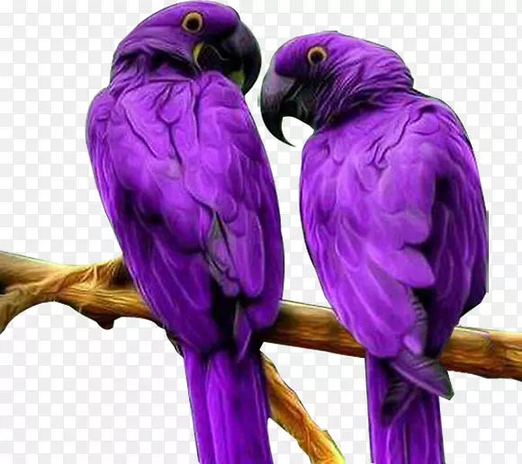 紫色鹦鹉