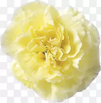 黄色温馨康乃馨心意花朵