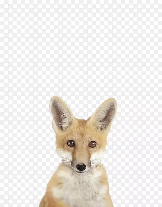可爱狐狸