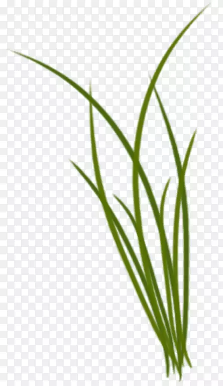 春天-绿草植物背景透明png图片素材下载
