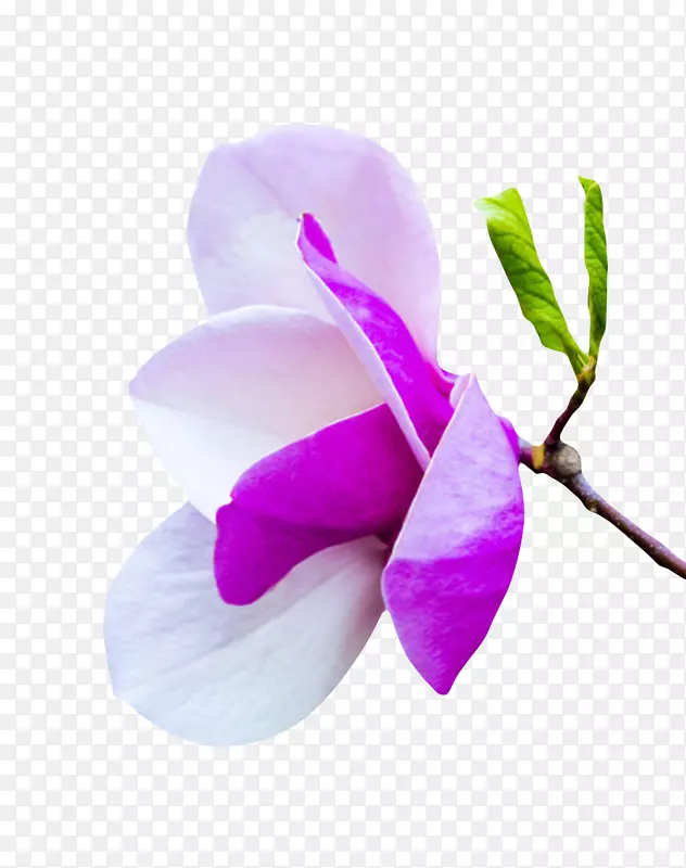 白色带香味紫色背部的玉兰花瓣实