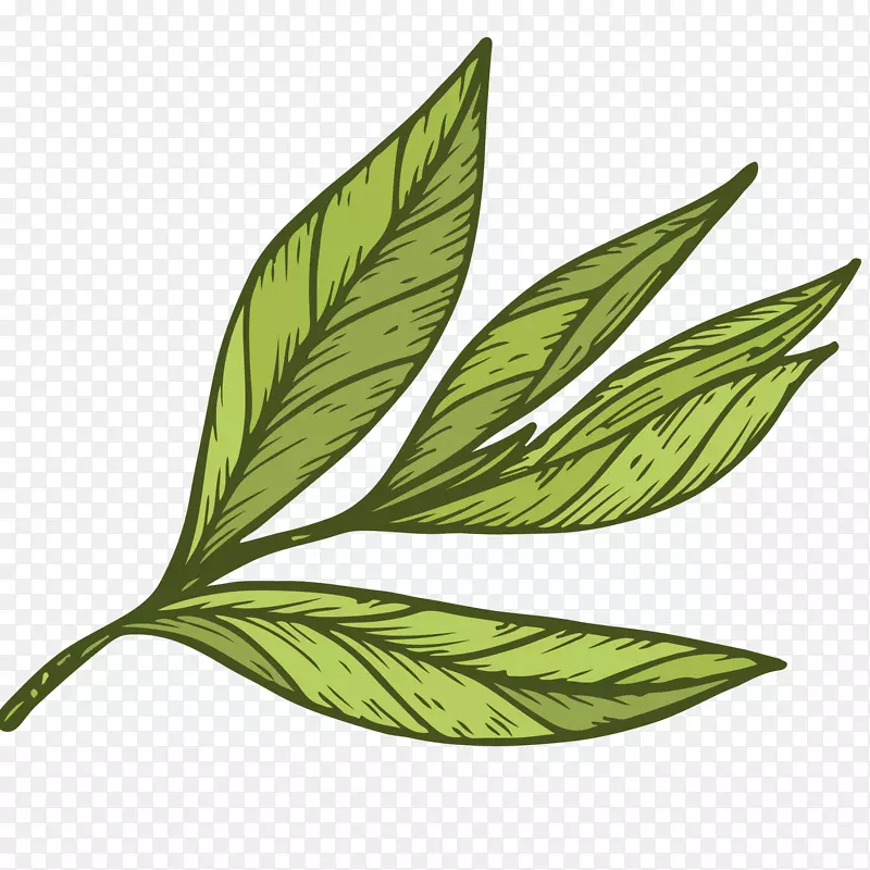 绿茶茶叶绘画插图