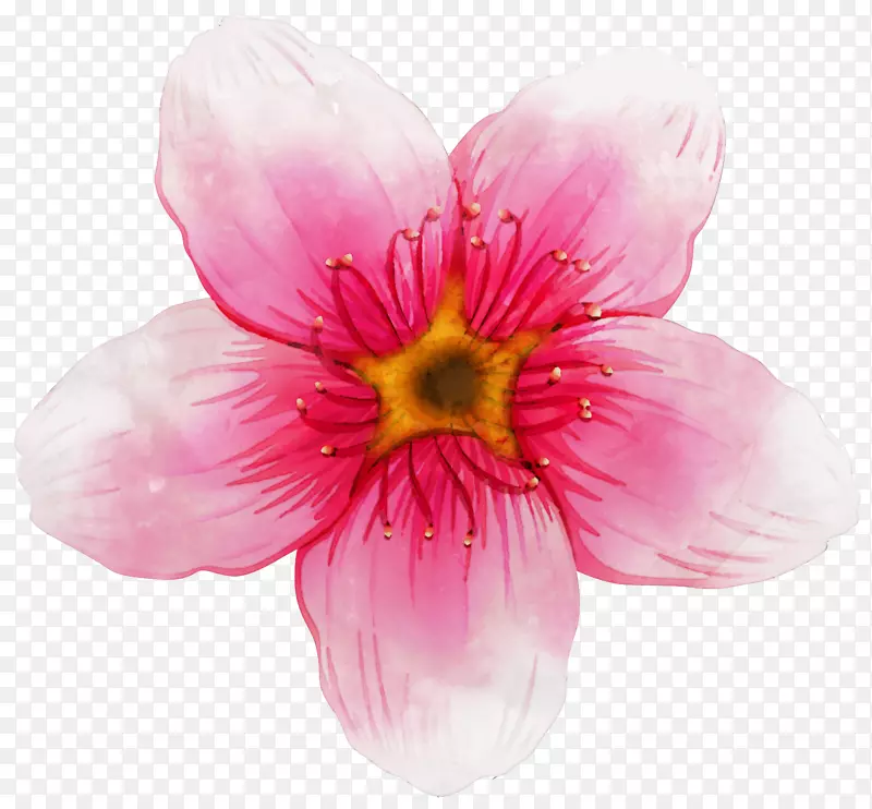 粉红色手绘花朵png
