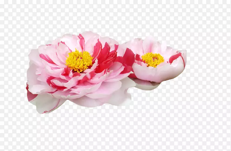 杂色牡丹