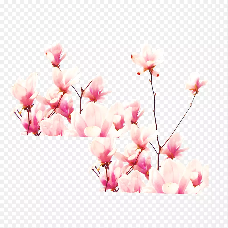 春季踏青旅行花朵花卉玉兰花图案