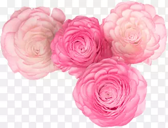 四朵粉红玫瑰花