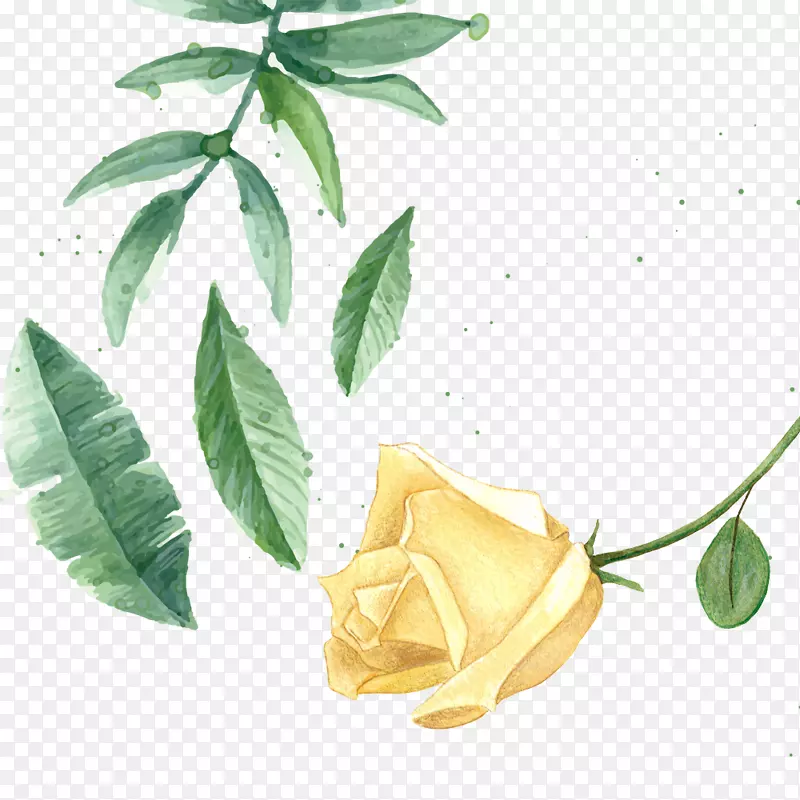 黄色玫瑰花卡通手绘