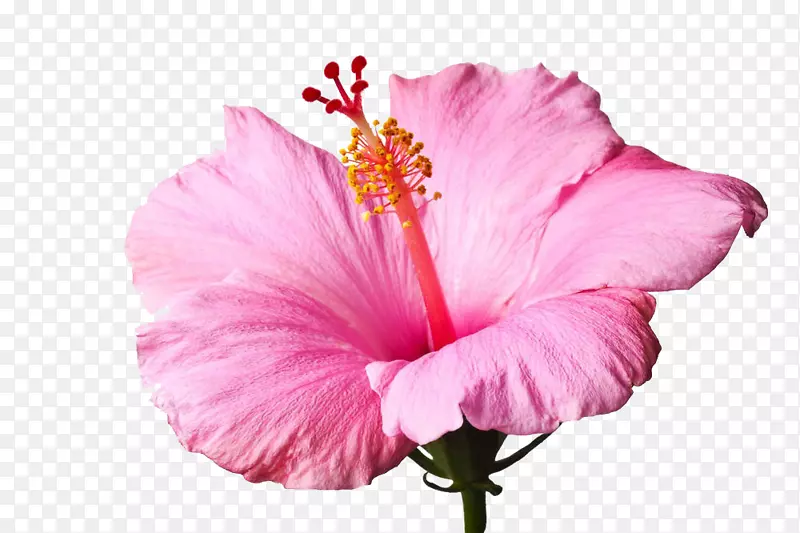 粉色木槿花卉