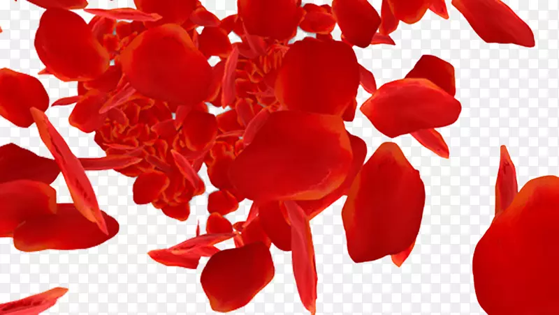 红色玫瑰花飘落的花瓣