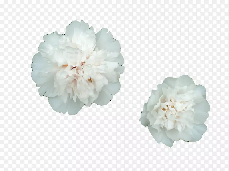 白色牡丹花素材
