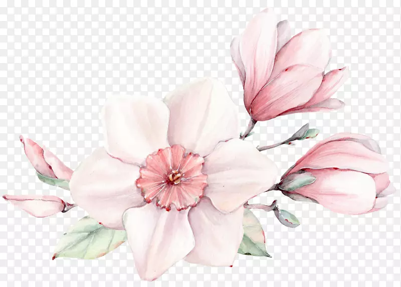 手绘粉色花朵玉兰花