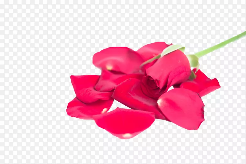 一堆红色玫瑰花瓣