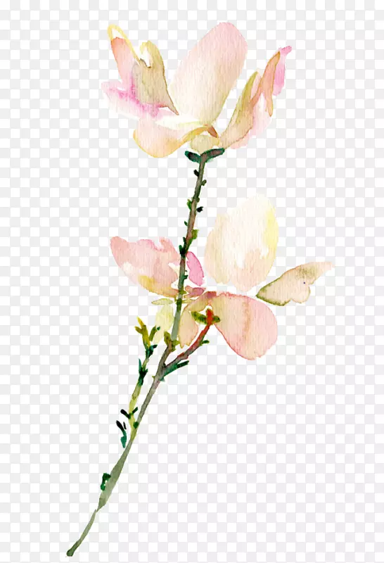 粉色的玉兰花