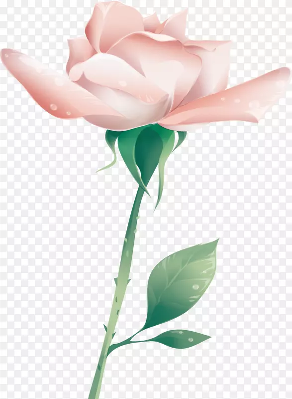 粉色鲜艳玫瑰花图