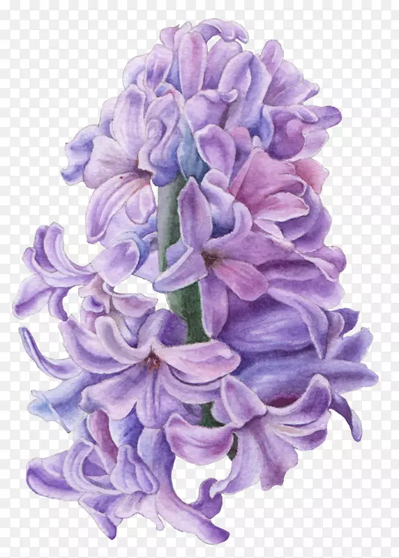 手绘创意紫色风信子
