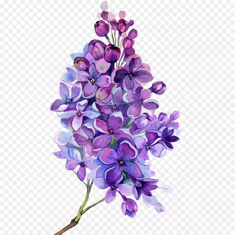 紫丁香花水彩插画