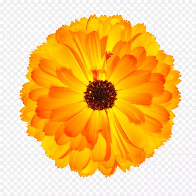 橙黄色有观赏性撕边的一朵大花实
