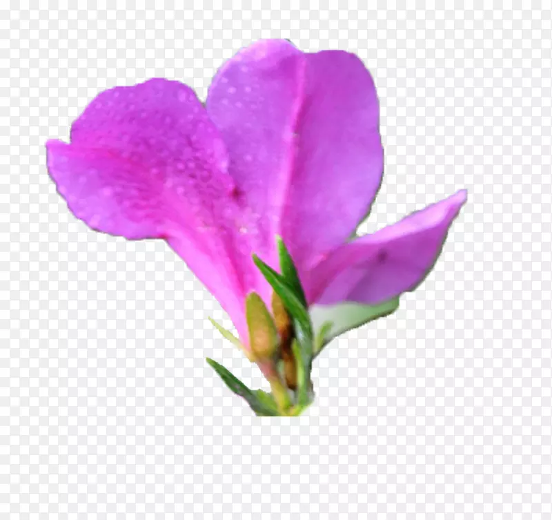 一朵绽放的紫色杜鹃花背影